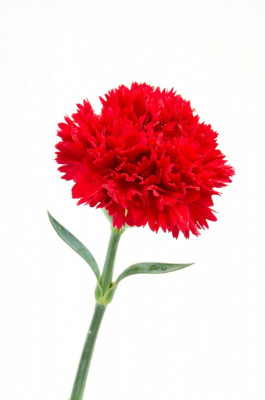 Rc. dianthus karanfil/daucus dara Veletex
