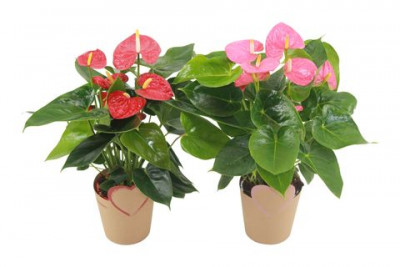 Sak.cv.anthurium an mix in deco pot Veletex